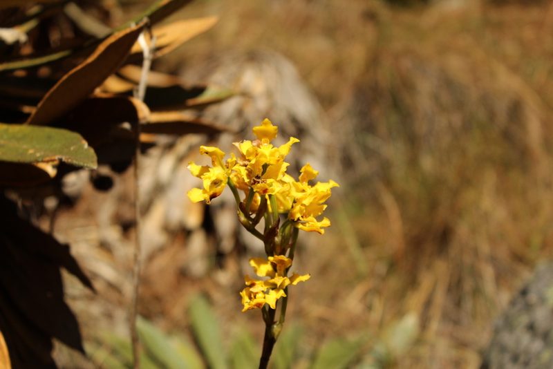 Cyrtochilum revolutum, photographed by Andrés Ramírez-Barrera