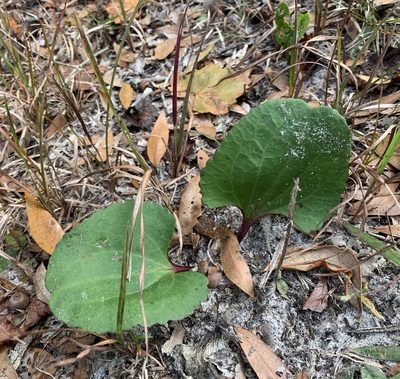 Arnoglossum floridanum, photographed by natalie