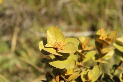Hesperomeles goudotiana, photographed by Andrés Ramírez-Barrera