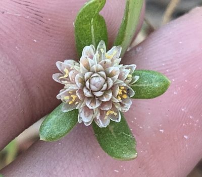Gomphrena vermicularis, photographed by natalie
