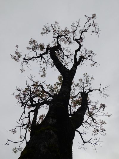 Acrocarpus fraxinifolius, photographed by Rama Narayanan
