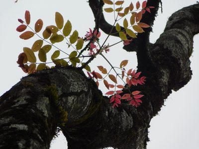 Acrocarpus fraxinifolius, photographed by Rama Narayanan