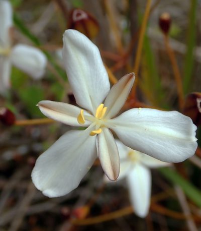 Libertia peregrinans, photographed by Peter de Lange
