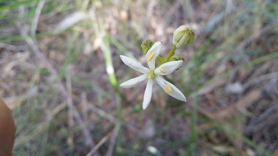 Burchardia congesta, photographed by Helium Luo