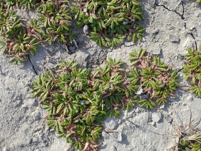 Eriachaenium magellanicum, photographed by Tabaré Barreto