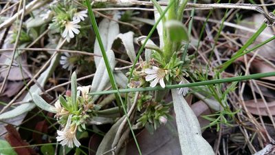 Scaevola canescens, photographed by Helium Luo