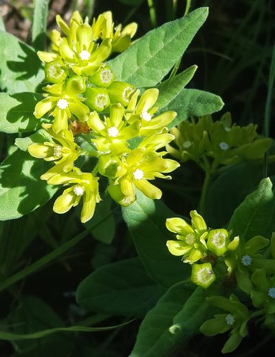 Schizoglossum flavum, photographed by Suvarna Parbhoo Mohan