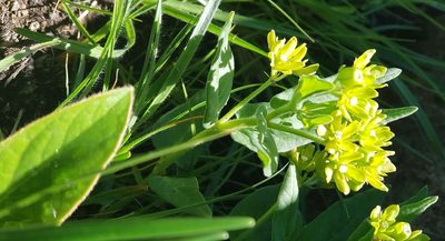 Schizoglossum flavum, photographed by Suvarna Parbhoo Mohan