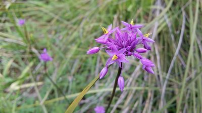Sowerbaea laxiflora, photographed by Helium Luo