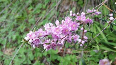 Hypocalymma robustum, photographed by Helium Luo