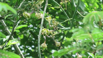 Ceropegia distincta, photographed by Suvarna Parbhoo Mohan