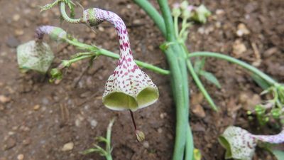Ceropegia distincta, photographed by Suvarna Parbhoo Mohan