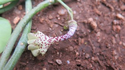 Ceropegia distincta, photographed by Suvarna Parbhoo Mohan