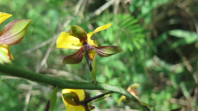Eulophia streptopetala, photographed by Suvarna Parbhoo Mohan