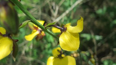Eulophia streptopetala, photographed by Suvarna Parbhoo Mohan