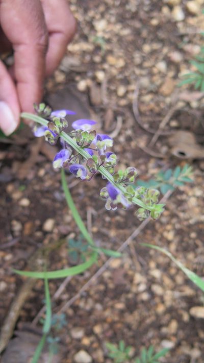 Coleus bojeri, photographed by Suvarna Parbhoo Mohan