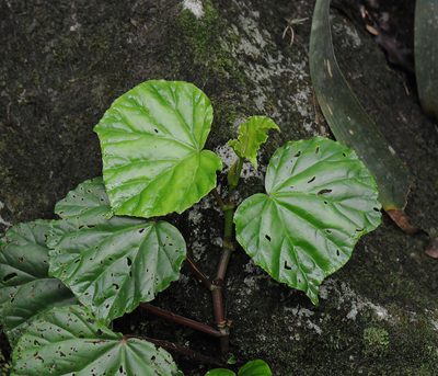 Begonia convolvulacea, photographed by Todd Boland