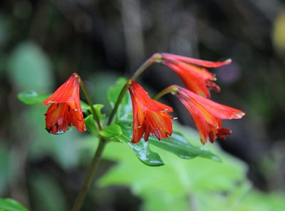 Alstroemeria cunha, photographed by Todd Boland