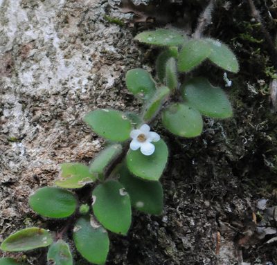 Codonanthe devosiana, photographed by Todd Boland