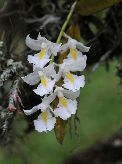 Rodriguezia bracteata, photographed by Todd Boland
