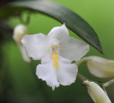Rodriguezia bracteata, photographed by Todd Boland