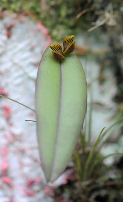 Acianthera glanduligera, photographed by Todd Boland