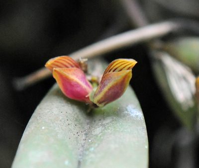 Acianthera glanduligera, photographed by Todd Boland