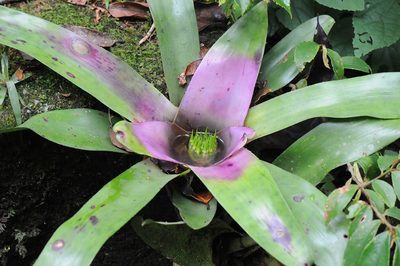 Neoregelia concentrica, photographed by Todd Boland