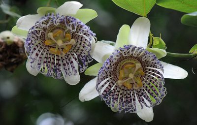 Passiflora actinia, photographed by Todd Boland