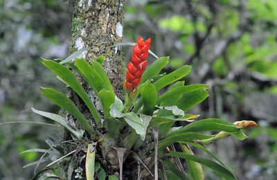 Vriesea heterostachys, photographed by Todd Boland