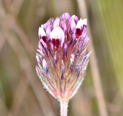 Trifolium dichotomum, photographed by Don Loarie