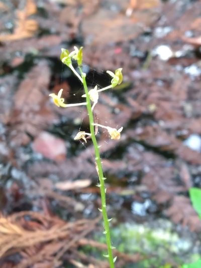 Malaxis spicata, photographed by Scott Ward