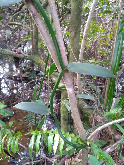 Vanilla phaeantha, photographed by Scott Ward