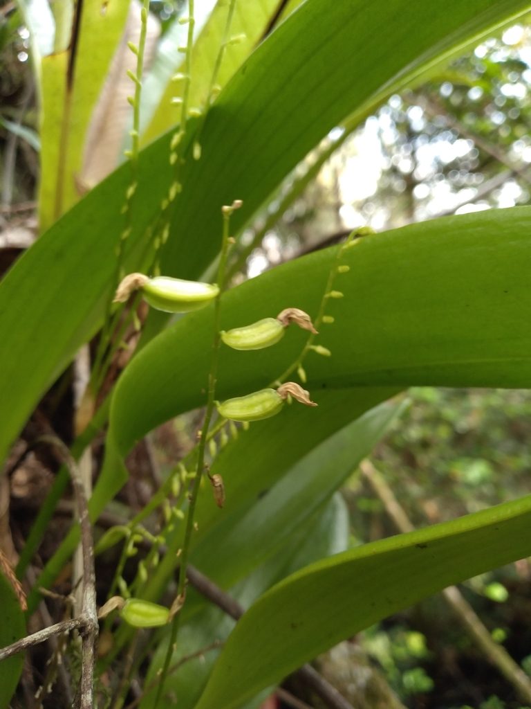 Stelis gelida, photographed by Scott Ward