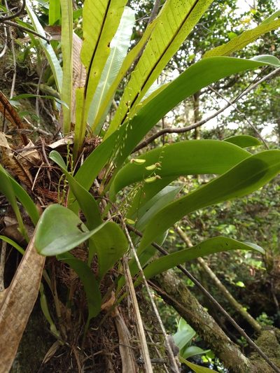 Stelis gelida, photographed by Scott Ward