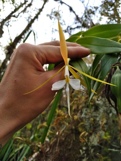 Epidendrum nocturnum, photographed by Scott Ward