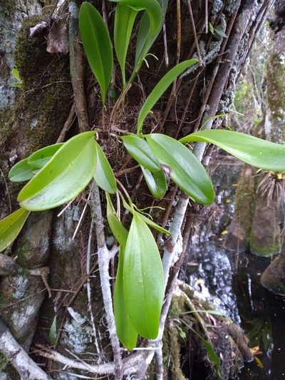 Stelis gelida, photographed by Scott Ward