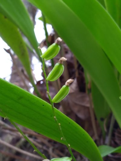 Stelis gelida, photographed by Scott Ward