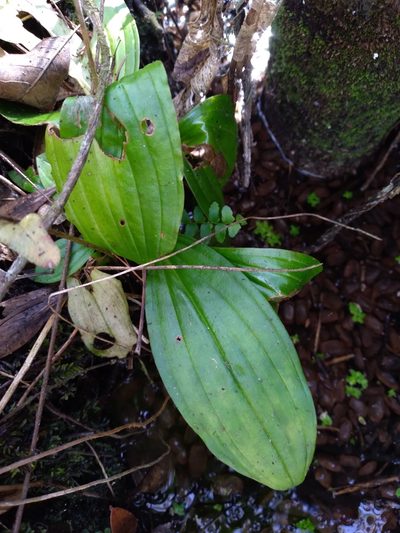 Liparis nervosa, photographed by Scott Ward