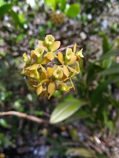 Epidendrum amphistomum, photographed by Scott Ward