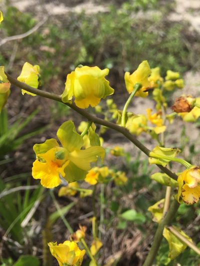 Cyrtopodium flavum, photographed by B. Phalan