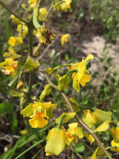 Cyrtopodium flavum, photographed by B. Phalan