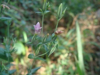 Xestaea lisianthoides, photographed by Alexis López Hernández