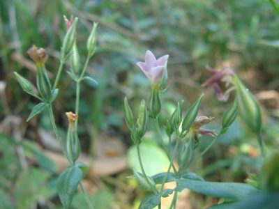 Xestaea lisianthoides, photographed by Alexis López Hernández