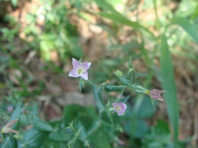 Xestaea lisianthoides, photographed by Alexis López Hernández