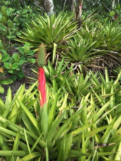 Aechmea ornata, photographed by B. Phalan