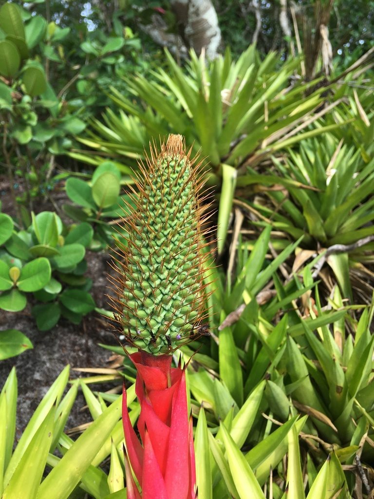 Aechmea ornata, photographed by B. Phalan