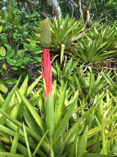 Aechmea ornata, photographed by B. Phalan