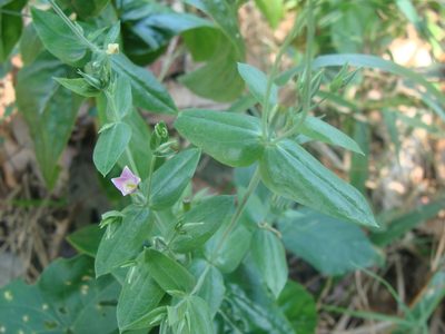 Xestaea lisianthoides, photographed by Alexis López Hernández