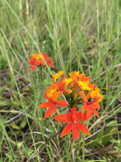 Epidendrum fulgens, photographed by B. Phalan